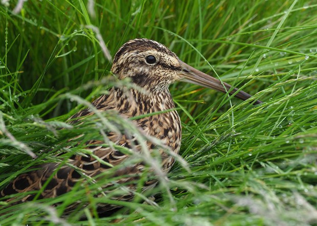 Auckland Islands Snipe on Enderby Island
