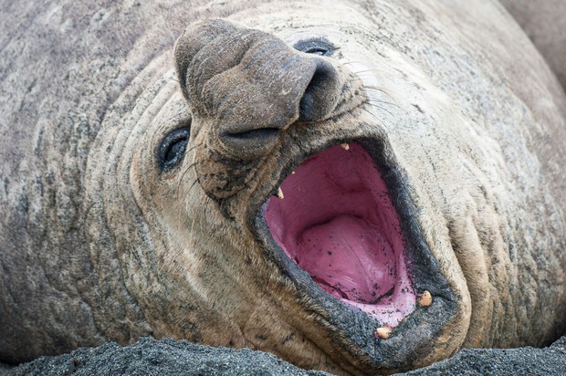 Yawning Elephant Seal on Macquarie Island