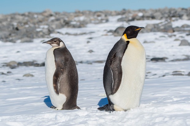 Emperor Penguins on Inexpressible Island