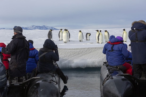 Emperor Penguins on the Ice Edge, Ross Sea