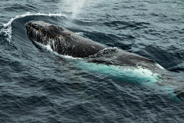 Humpback Whale Encounter