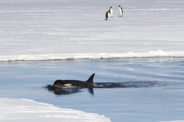 Orcas and Emperor Penguins, Antarctica