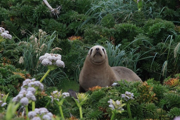 Sea Lion Among Megaherbs_Auckland Islands