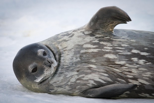 Weddell Seal on Ross Sea ice