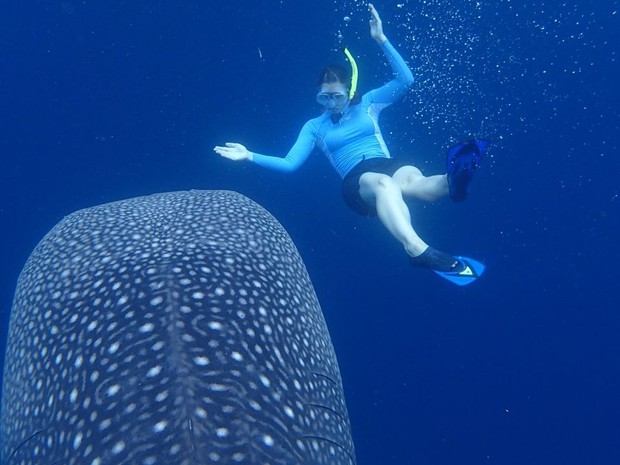 Swimming with Whale Shark, Indonesia_(c) D.Brown