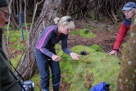 ©Erin Whitehead Jocelyn Turnbull showing off a tree core collected from a southern rata specimen at Hardwicke, Auckland Island in January 2016.  The tree corer can be seen on the left