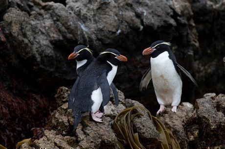 Eastern Rockhopper Penguins at Musgrave Inlet