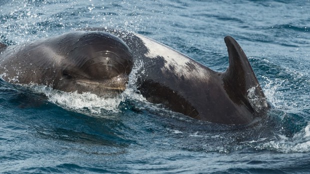 Pilot Whale