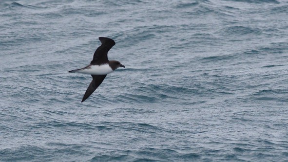 The incredibly rare Magenta Petrel in flight