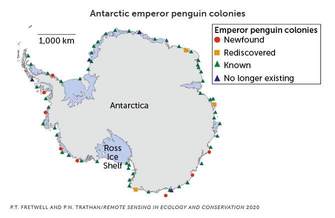 Antarctic Emperor Penguin Colonies