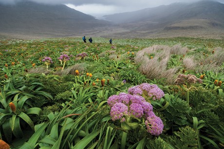 Megaherbs on Campbell Island