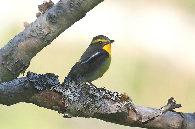 Narcissus Flycatcher, Kunashir, C.Collins