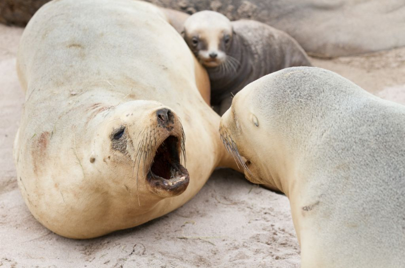 New Zealand Sea Lion and baby on an Auckland Islands cruise tour with Heritage Expeditions