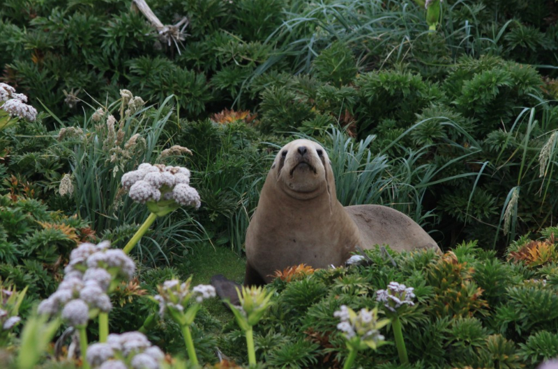 New Zealand Sea Lion on a Russian Far East cruise with Heritage Expeditions