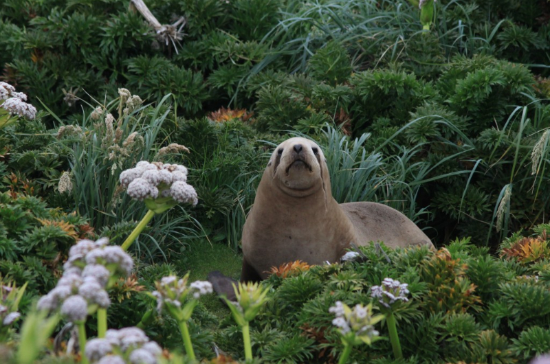 Why is the New Zealand Sea Lion Endangered?
