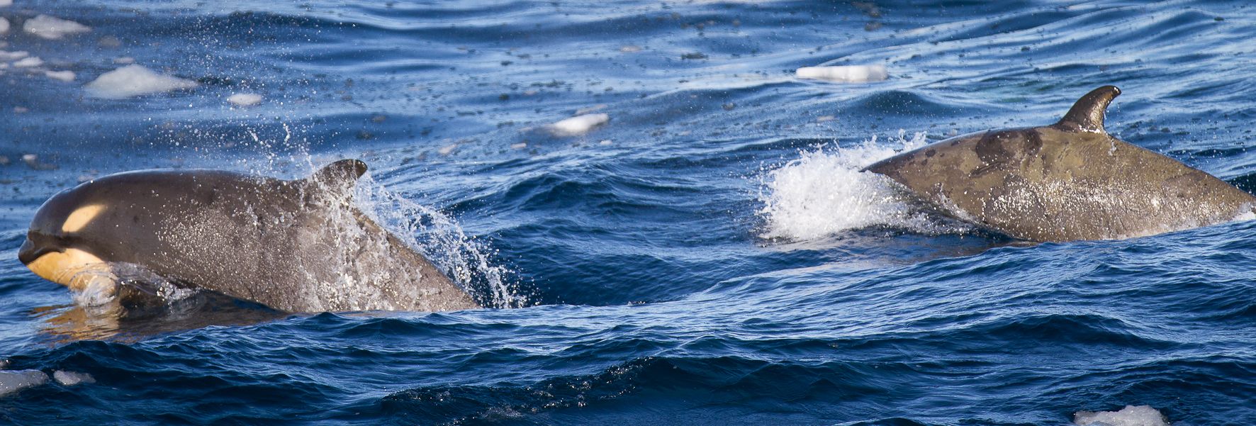 ©KOvsyanikova Orca Research in the Ross Sea
