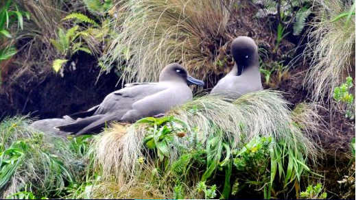 ©David Hallett Light Mantled Sooty Albatross
