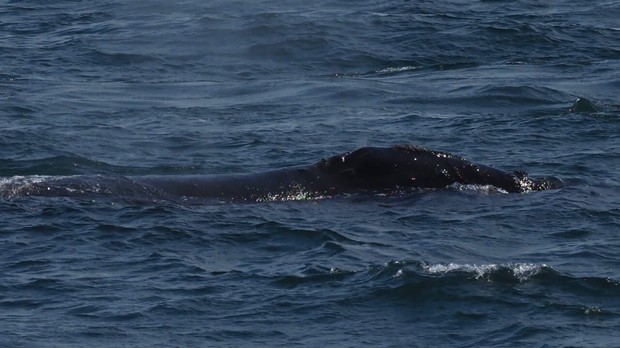 North Pacific Right Whale, Medny Island