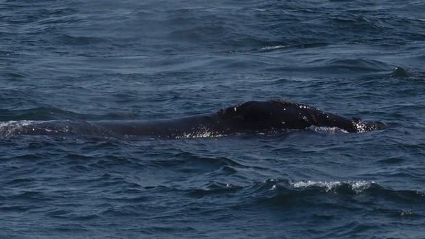 North Pacific Right Whale, Medny Island