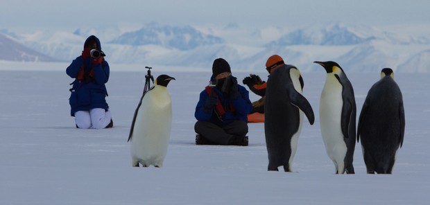 ©O.Belonovich Emperor Penguin