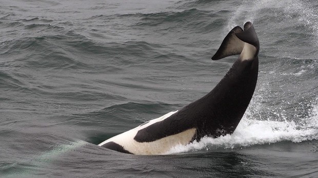 Resident Orca, Kamchatka, D.Brown