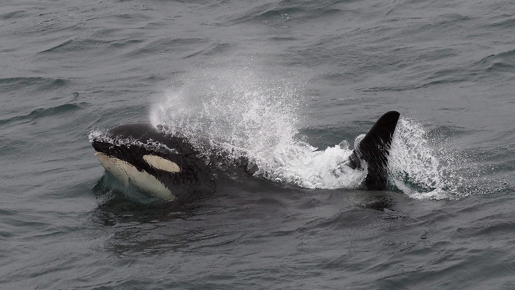 Killer Whale - Kamchatka coast - Russian Far East - © D. Brown