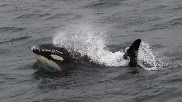 Resident Orca, Kamchatka, D.Brown