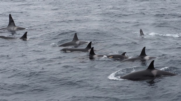 Killer Whale Escorts, Russia's Ring of Fire