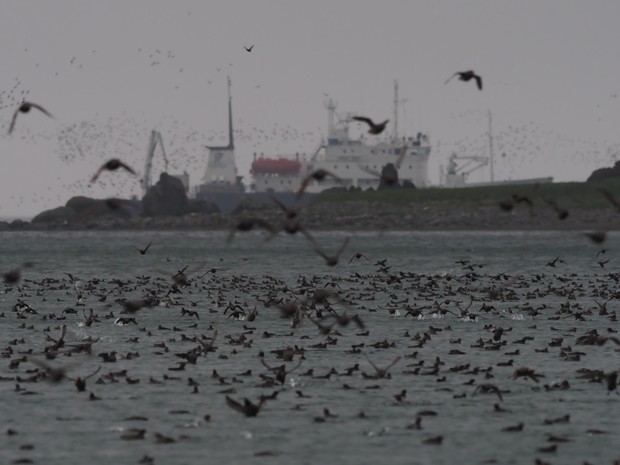 Crested and Whiskered Auklets off Yankicha Island