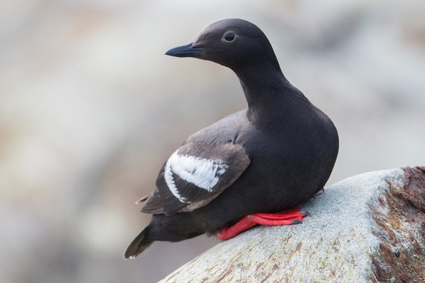 Pigeon Guillemot_L.Gwynn