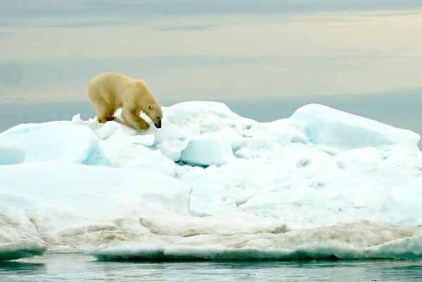 Polar Bear on Ice Wrangel Island