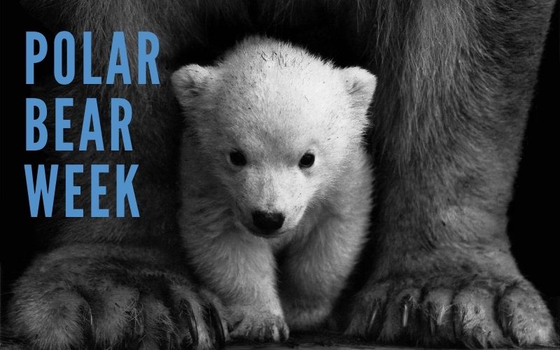 Wrangel Island Polar Bears for Polar Bear Week 2021 with Heritage Expeditions
