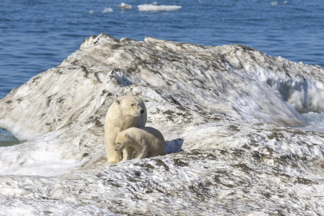 Mama and Cub Polar Bear on Ice near Wrangel Island