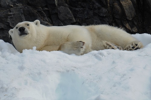 Polar Bear Kolyuchin Island 1829