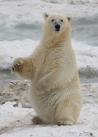 Polar Bear near Kolyuchin Island 1827