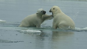 Polar Bears near Kolyuchin Island 1827