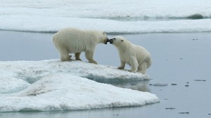 Polar Bears near Kolyuchin Island 1827