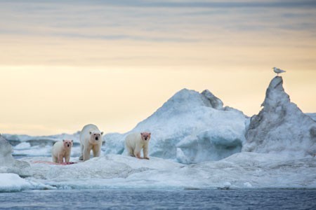 Polar Bear Family Feeding Wrangel Island Ice 1827