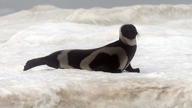 Ribbon Seal, Sea of Okhotsk_D.Brown