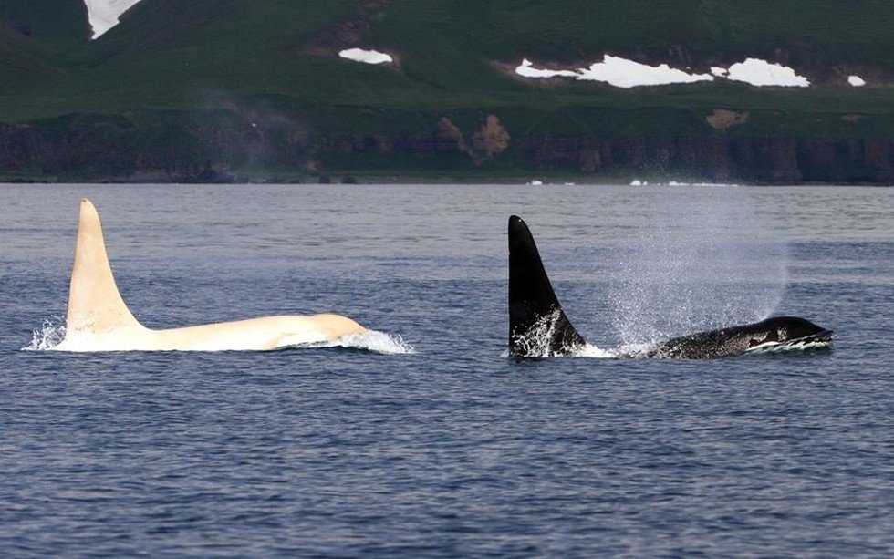 Rare all-white Orcas are occasionally spotted in Kamchatka, Russian Far East