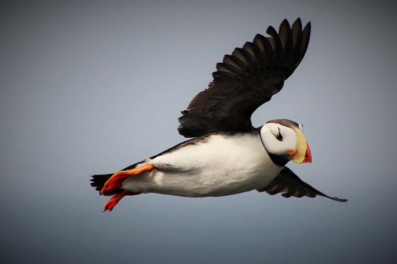 © 1528 Puffin A.Fergus
