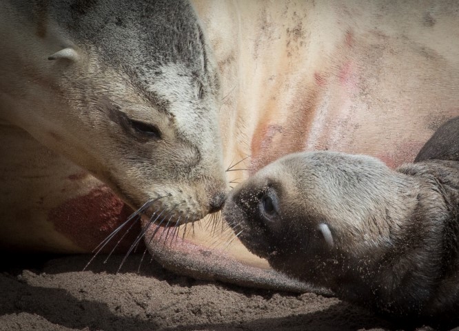 Sea Lion Mother and Pup