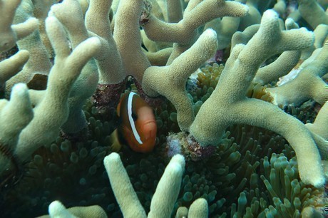 Secrets of Melanesia snorkelling