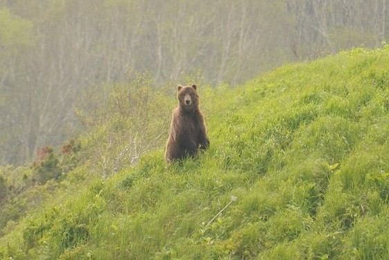 Brown Bear_Zhupanova River_A.Russ
