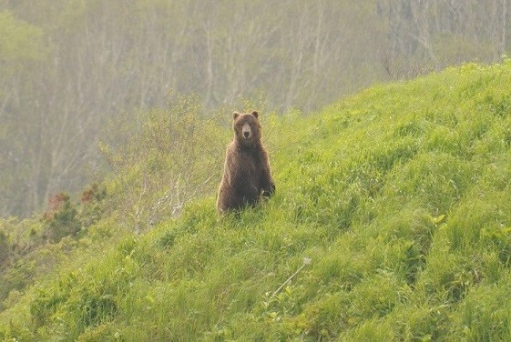 Brown Bear_Zhupanova River_A.Russ