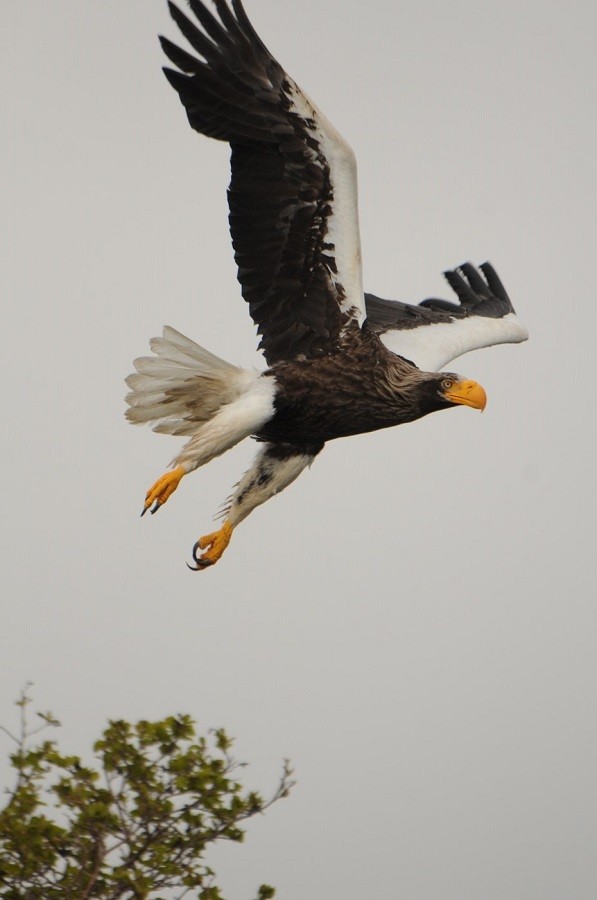 Steller's Sea Eagle_Zhupanova River_A.Russ