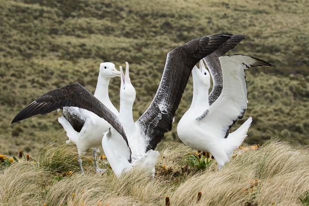 Gamming Albatross on Campbell Island