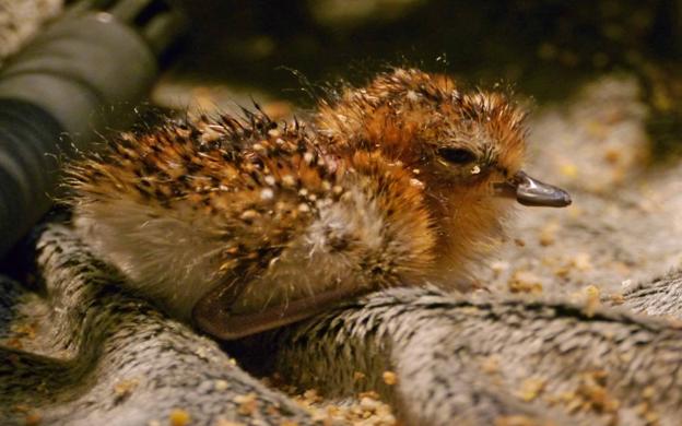 The first hatched spoon-billed sandpiper chick