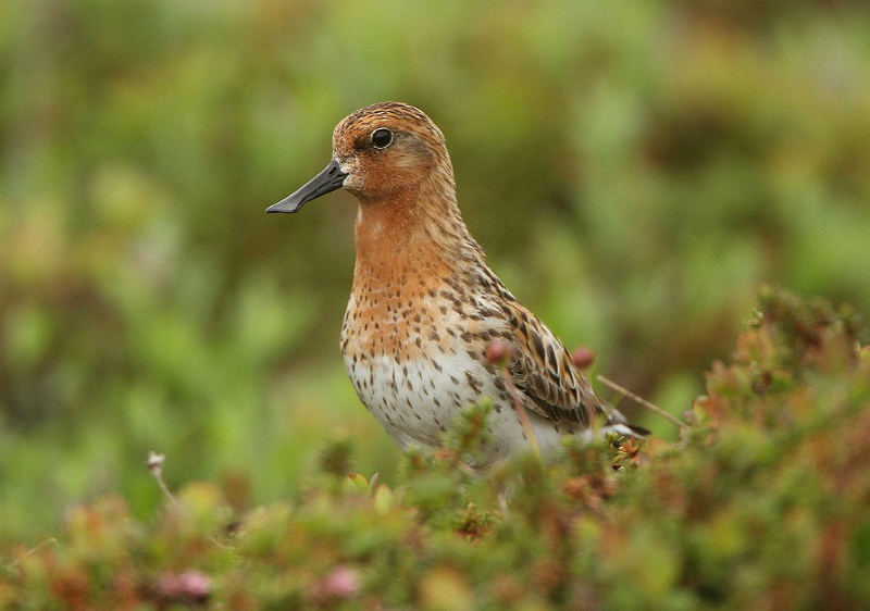 Spoon-billed Sandpiper during a Kamchatka expedition with Heritage Expeditions