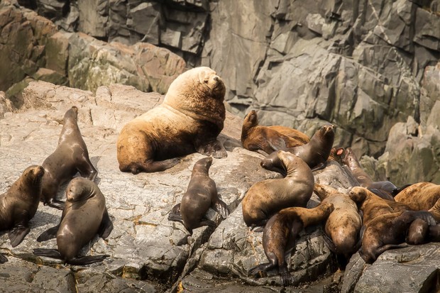 Stellers Sea Lions, C.Todd